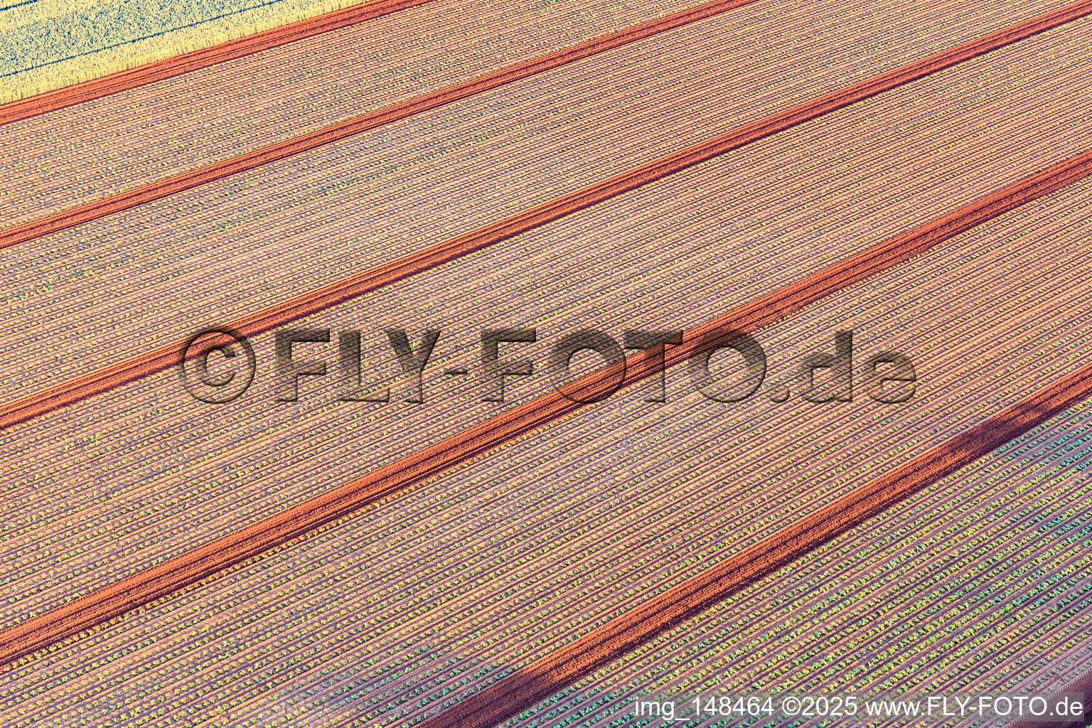 Aerial photograpy of Fields with lettuce seedlings in Minfeld in the state Rhineland-Palatinate, Germany