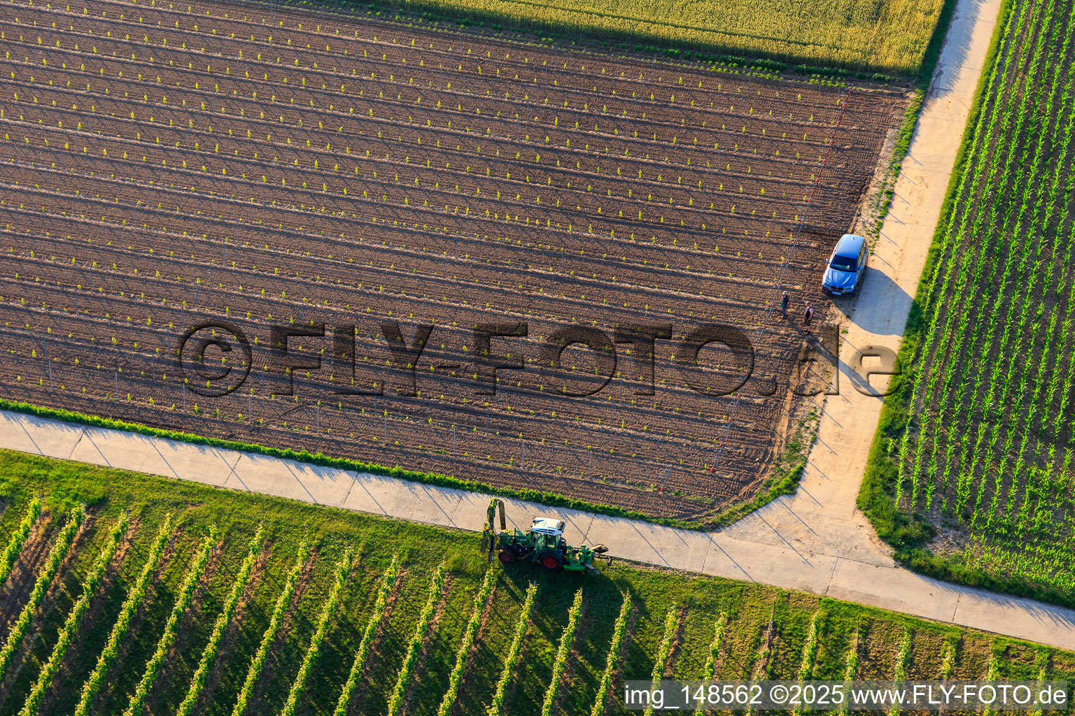 Replanting a vineyard in the district Ingenheim in Billigheim-Ingenheim in the state Rhineland-Palatinate, Germany