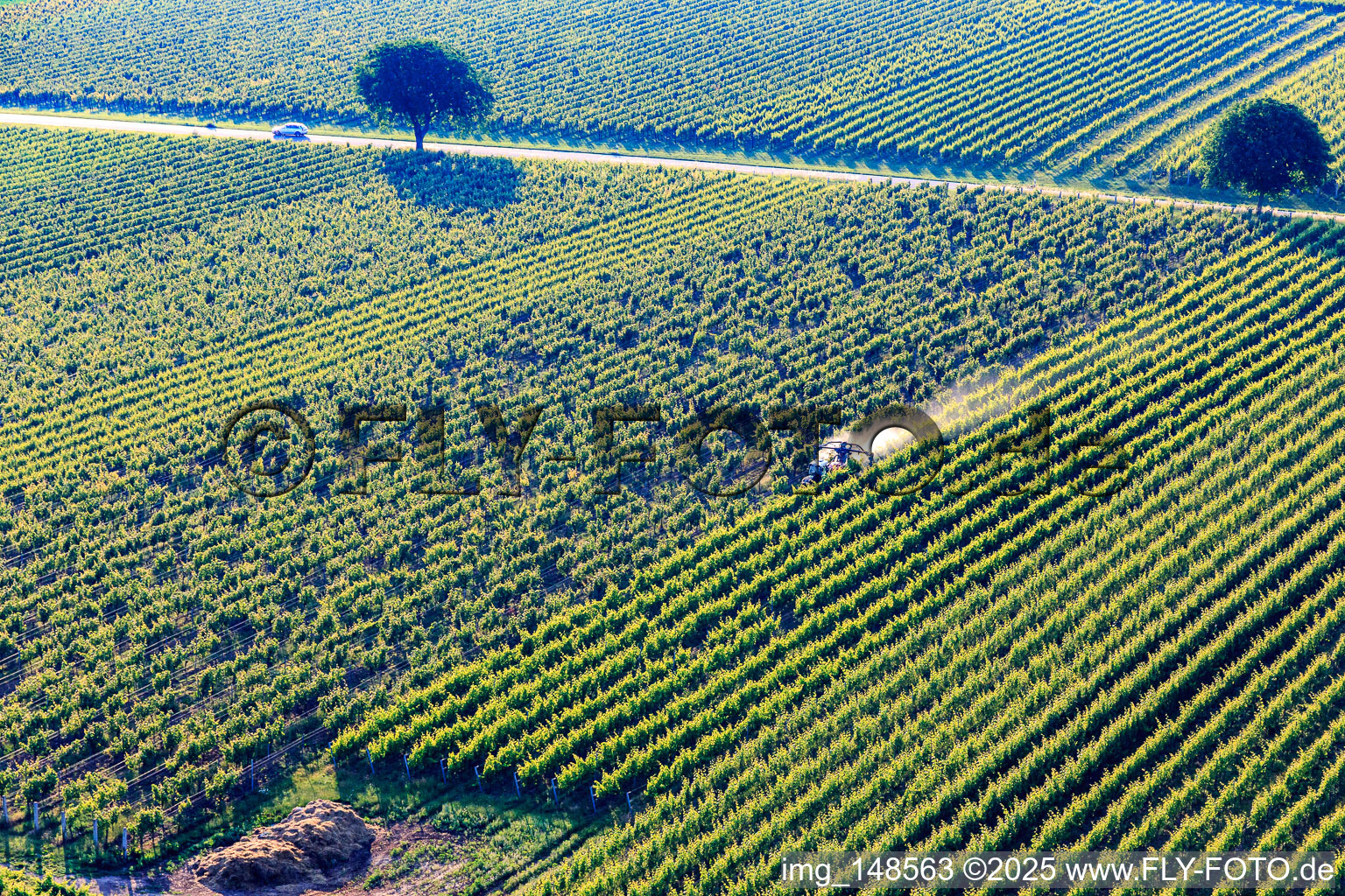 Spray mist from pesticides in the vineyard in the district Ingenheim in Billigheim-Ingenheim in the state Rhineland-Palatinate, Germany