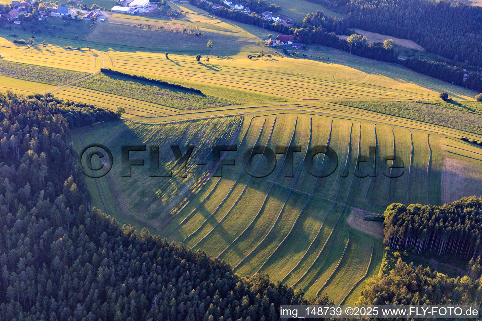 Aerial view of Mowed meadows in the Black Forest in the evening in Niedereschach in the state Baden-Wuerttemberg, Germany