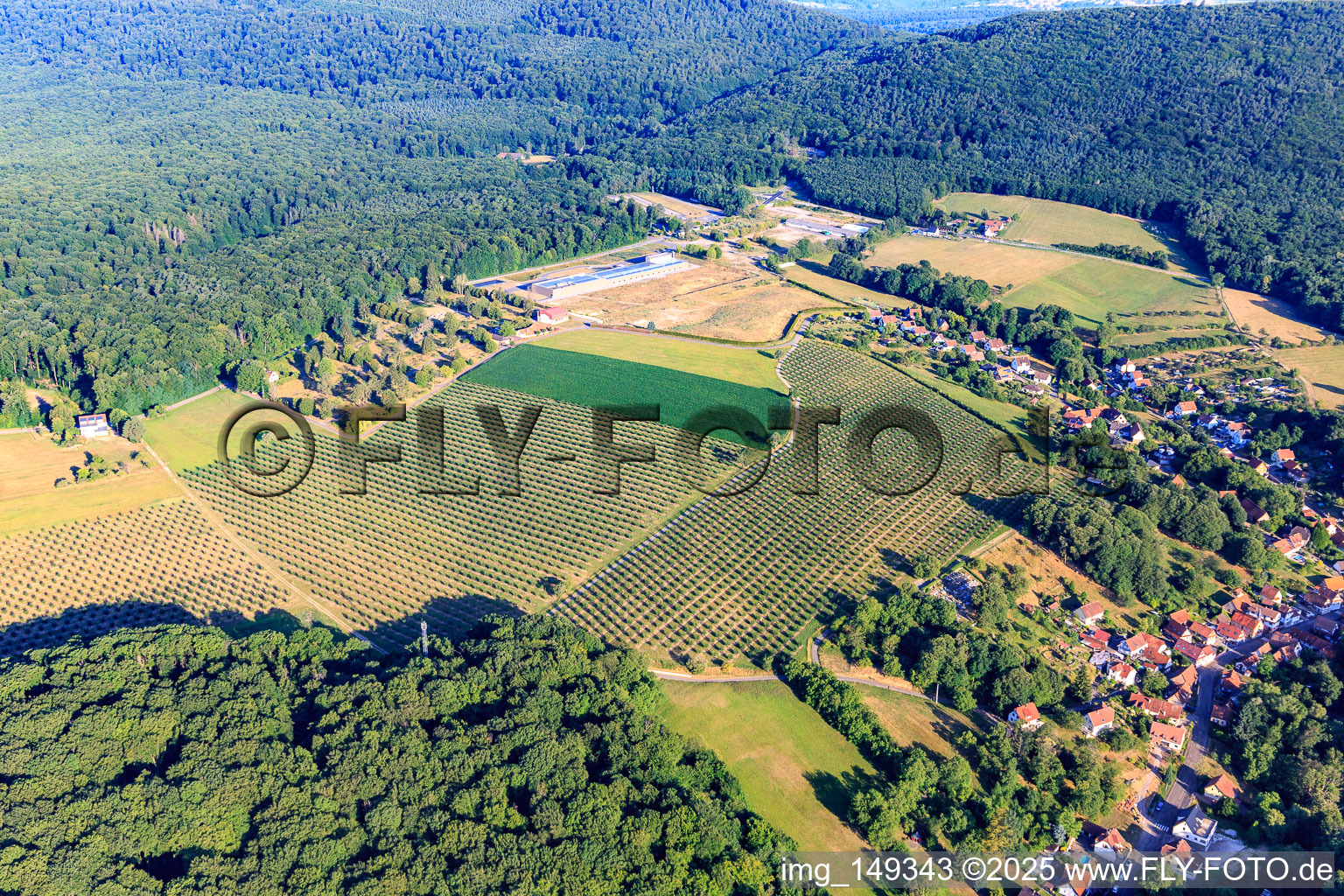 Tree plantation on the former barracks site in Drachenbronn-Birlenbach in the state Bas-Rhin, France
