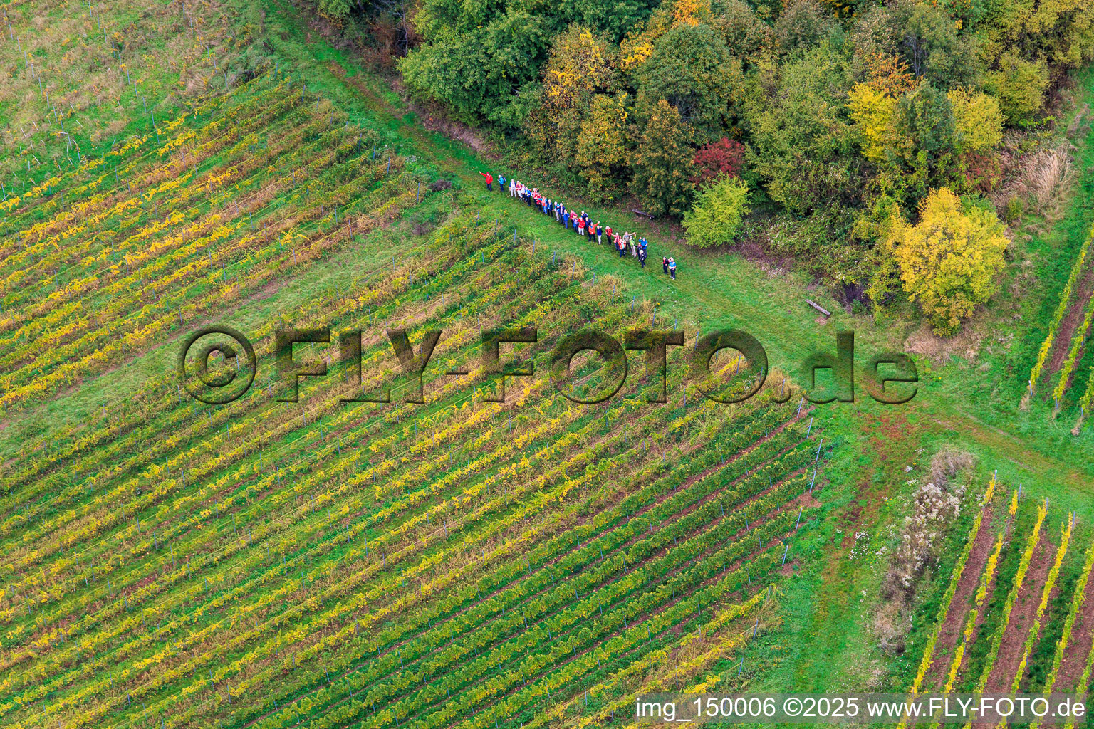 Hiking group between forest and vineyard in Dörrenbach in the state Rhineland-Palatinate, Germany