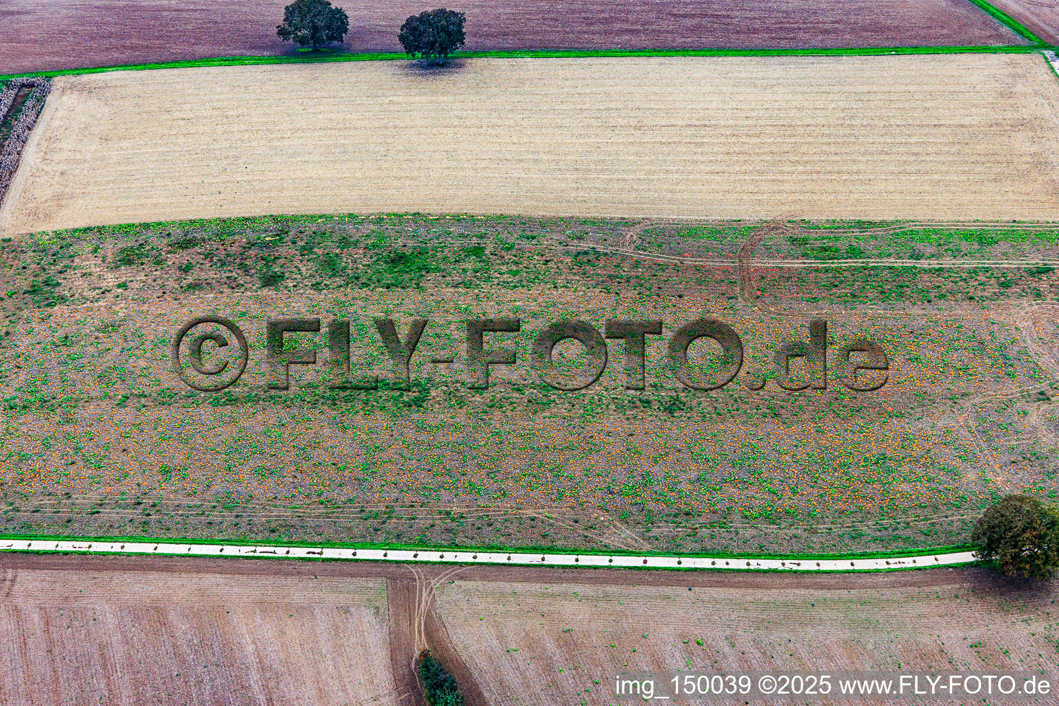 Field of Hokkaido pumpkins in Steinfeld in the state Rhineland-Palatinate, Germany