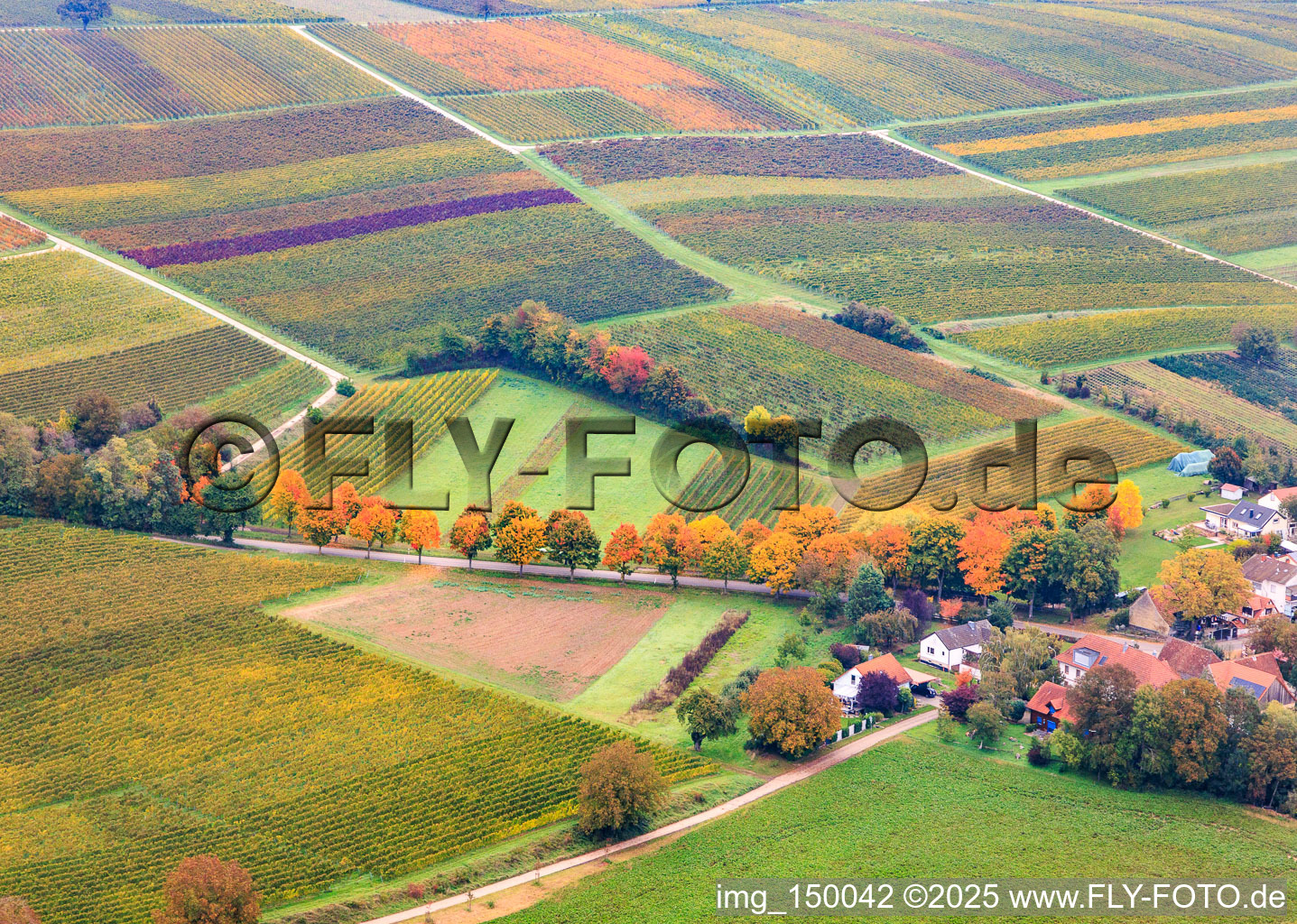 Autumn-colored avenue along the K24 in Dierbach in the state Rhineland-Palatinate, Germany