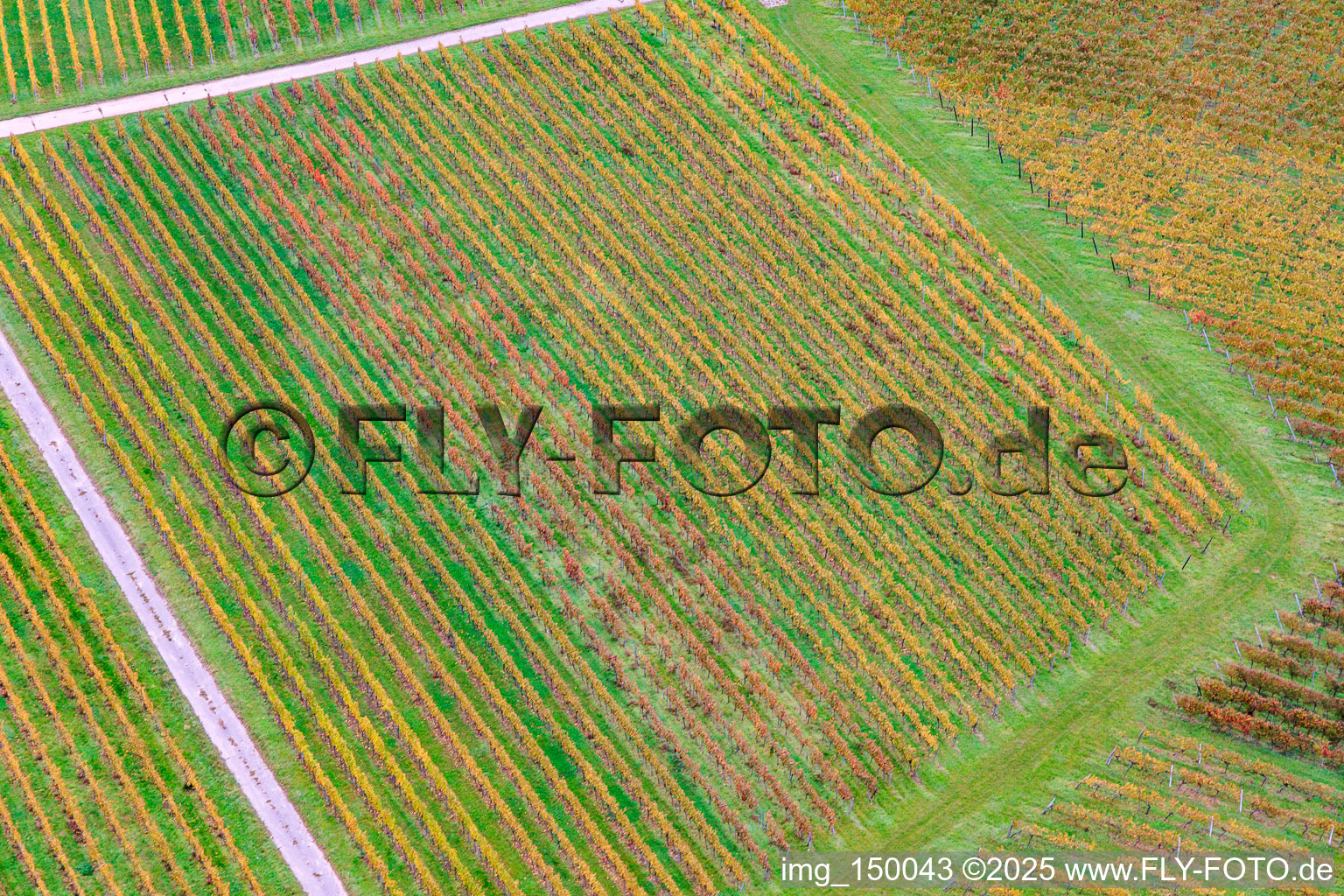 Vine row pattern in Barbelroth in the state Rhineland-Palatinate, Germany