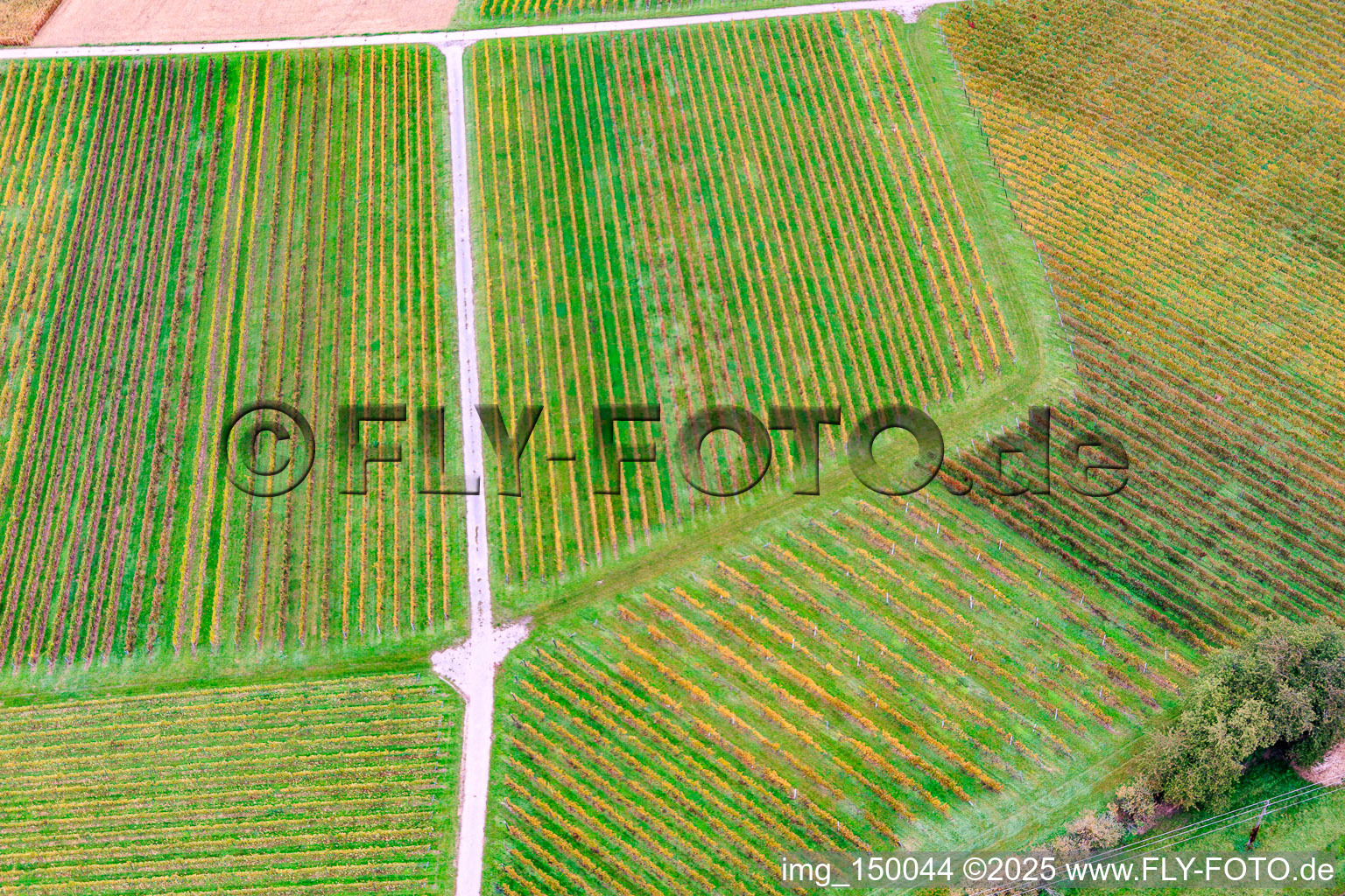 Aerial view of Vine row pattern in Barbelroth in the state Rhineland-Palatinate, Germany