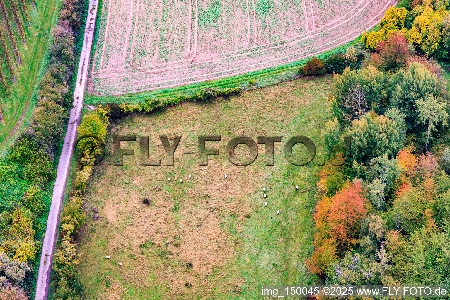 Sheep pasture in Barbelroth in the state Rhineland-Palatinate, Germany
