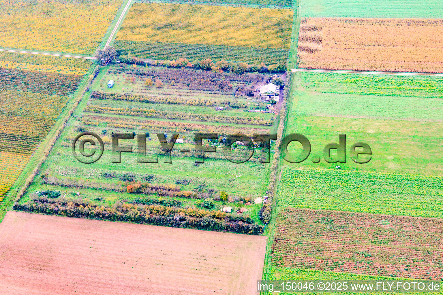 Klaus Meyer's fruit plantation in the district Mühlhofen in Billigheim-Ingenheim in the state Rhineland-Palatinate, Germany