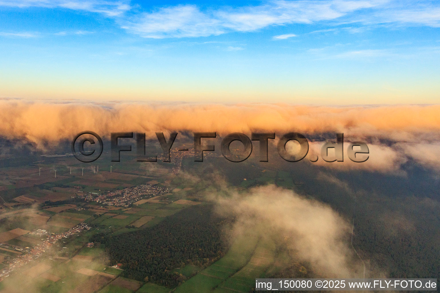 Cattle drive under clouds in the evening from the west in Minfeld in the state Rhineland-Palatinate, Germany