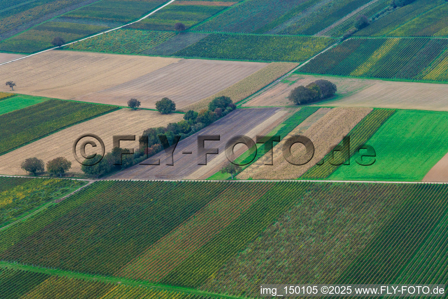 Vineyards in the Deep Valley in the district Mühlhofen in Billigheim-Ingenheim in the state Rhineland-Palatinate, Germany