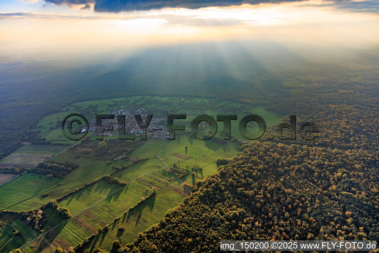 Location in a clearing in the Bienwald forest, backlit in the district Büchelberg in Wörth am Rhein in the state Rhineland-Palatinate, Germany