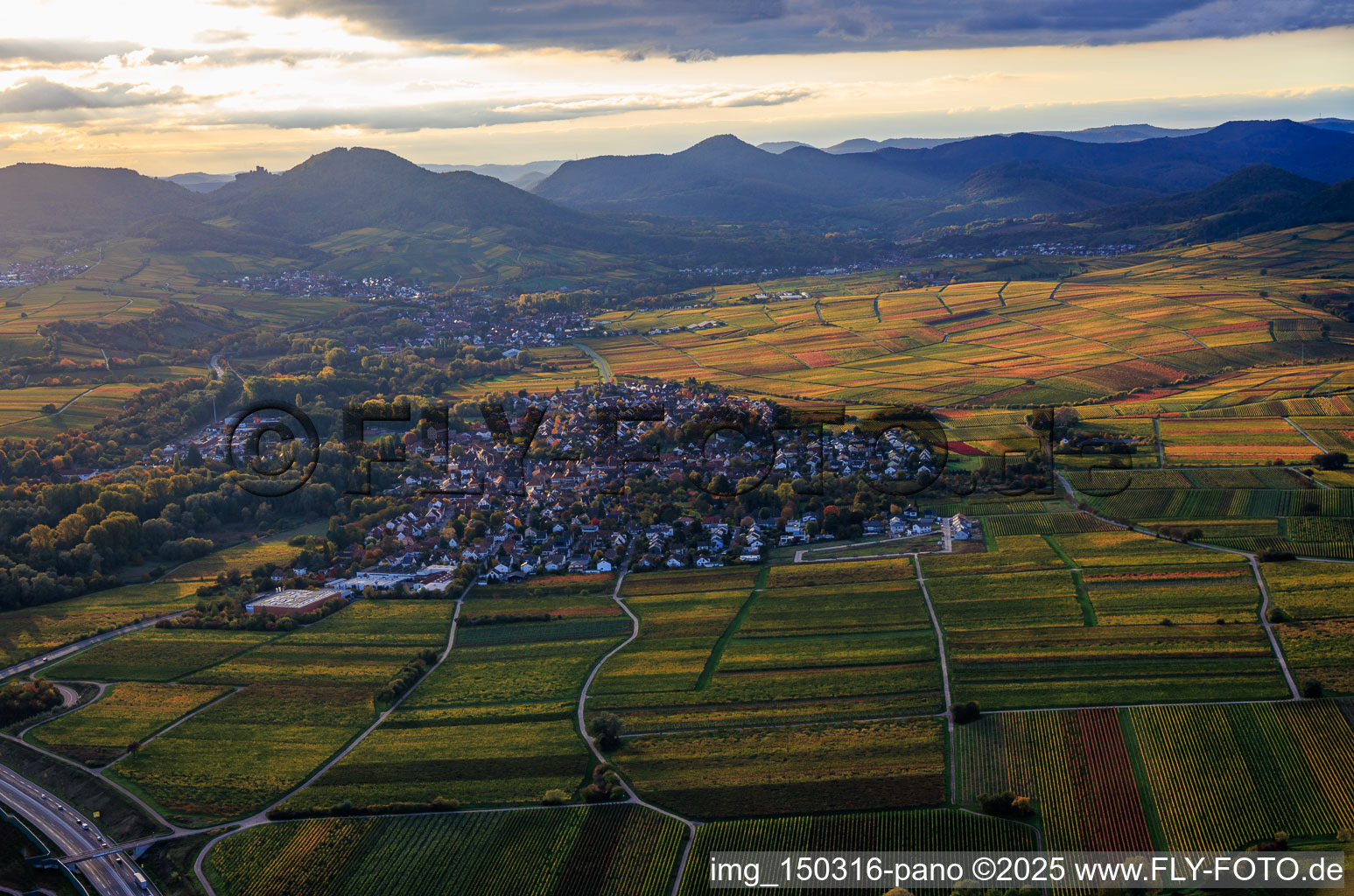 View of the village amidst a sea of vines from the east in autumn evening in the district Godramstein in Landau in der Pfalz in the state Rhineland-Palatinate, Germany