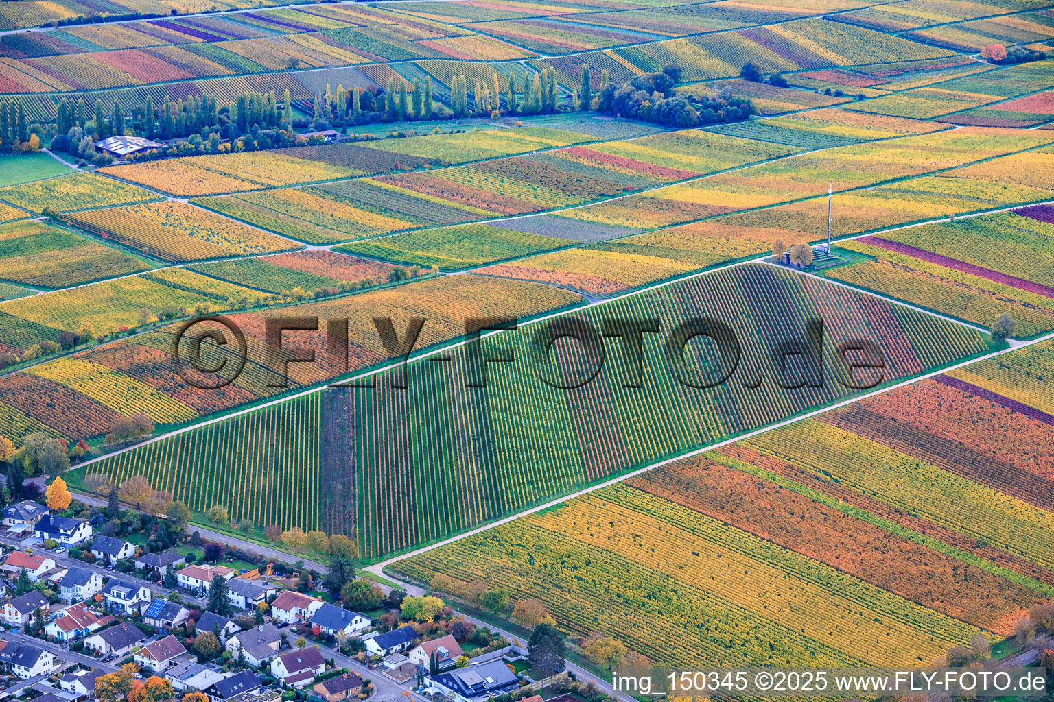 Autumnal, colorful, crooked rows of vines near the "Most Beautiful Wine View Palatinate 2020" in the district Arzheim in Landau in der Pfalz in the state Rhineland-Palatinate, Germany