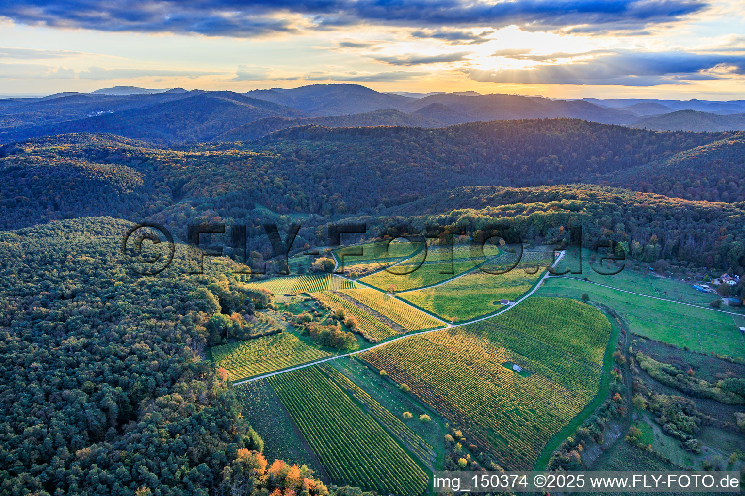 Clearing in the Palatinate Forest for the Haardtrand-Wolfsteig vineyard in Pleisweiler-Oberhofen in the state Rhineland-Palatinate, Germany
