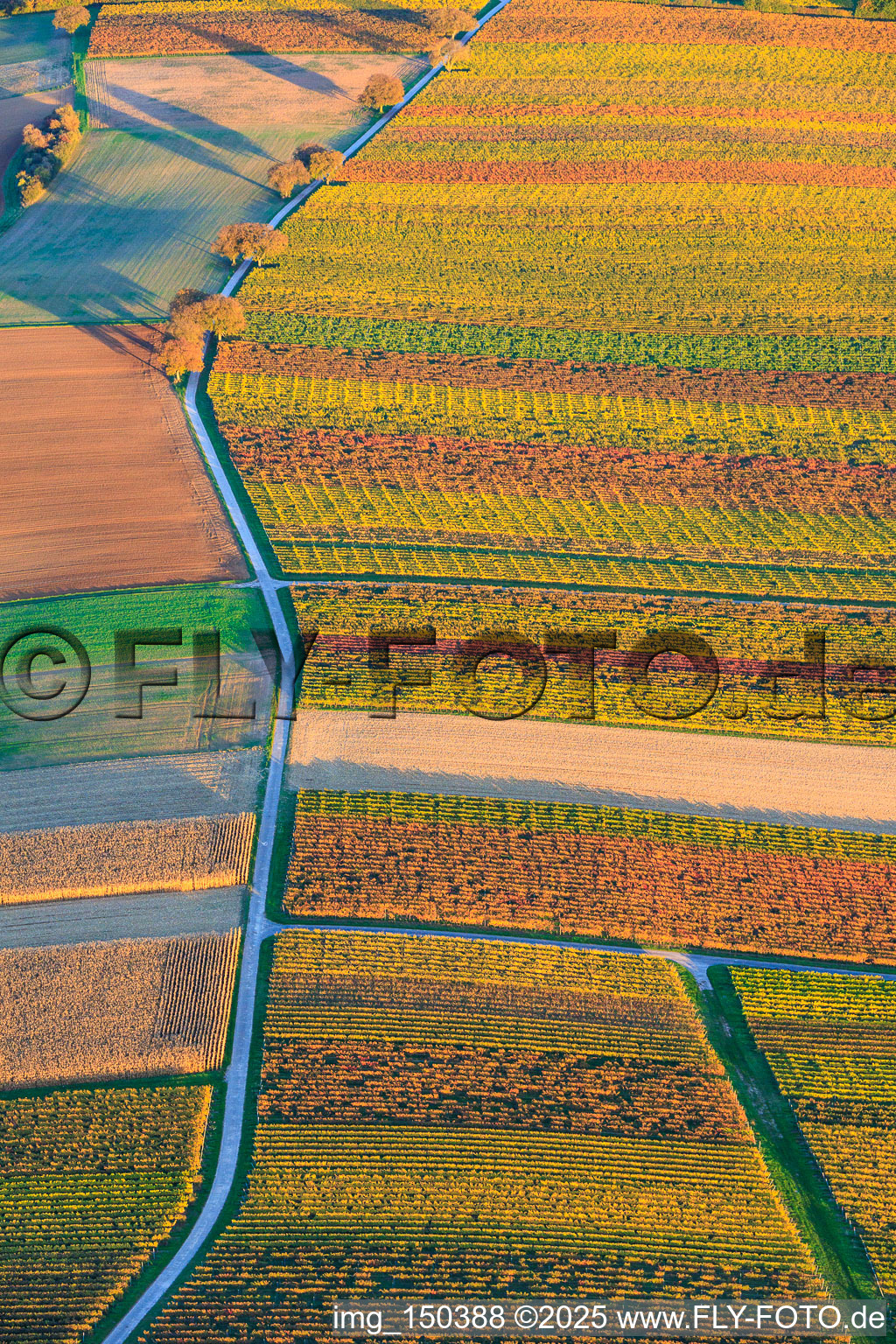 Vineyards in autumnal colors between Dierbach and Oberhausen in Oberhausen in the state Rhineland-Palatinate, Germany