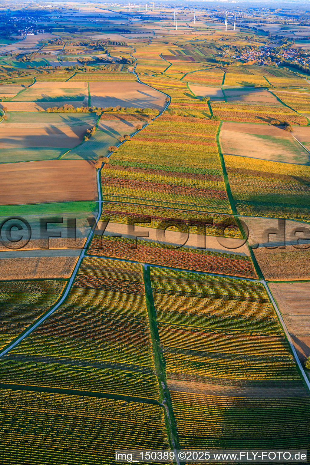 Aerial view of Vineyards in autumnal colors between Dierbach and Oberhausen in Oberhausen in the state Rhineland-Palatinate, Germany