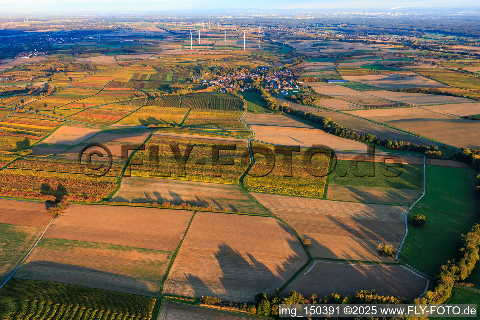 Oblique view of Vineyards in autumnal colors between Dierbach and Oberhausen in Oberhausen in the state Rhineland-Palatinate, Germany