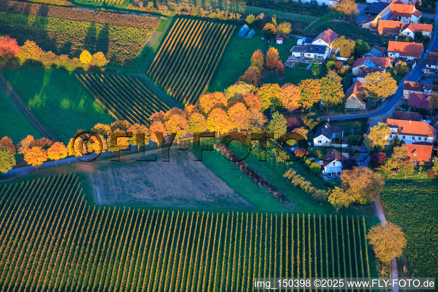 Aerial view of Avenue in autumn leaves in Dierbach in the state Rhineland-Palatinate, Germany