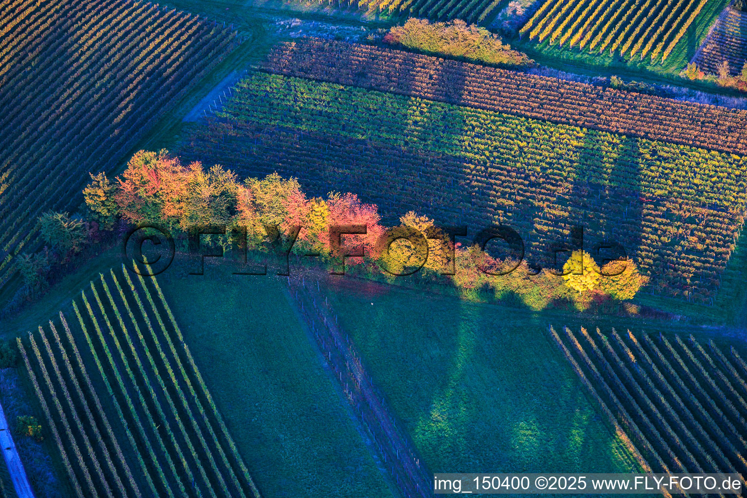 Brightly colored trees at the edge of the field in Dierbach in the state Rhineland-Palatinate, Germany
