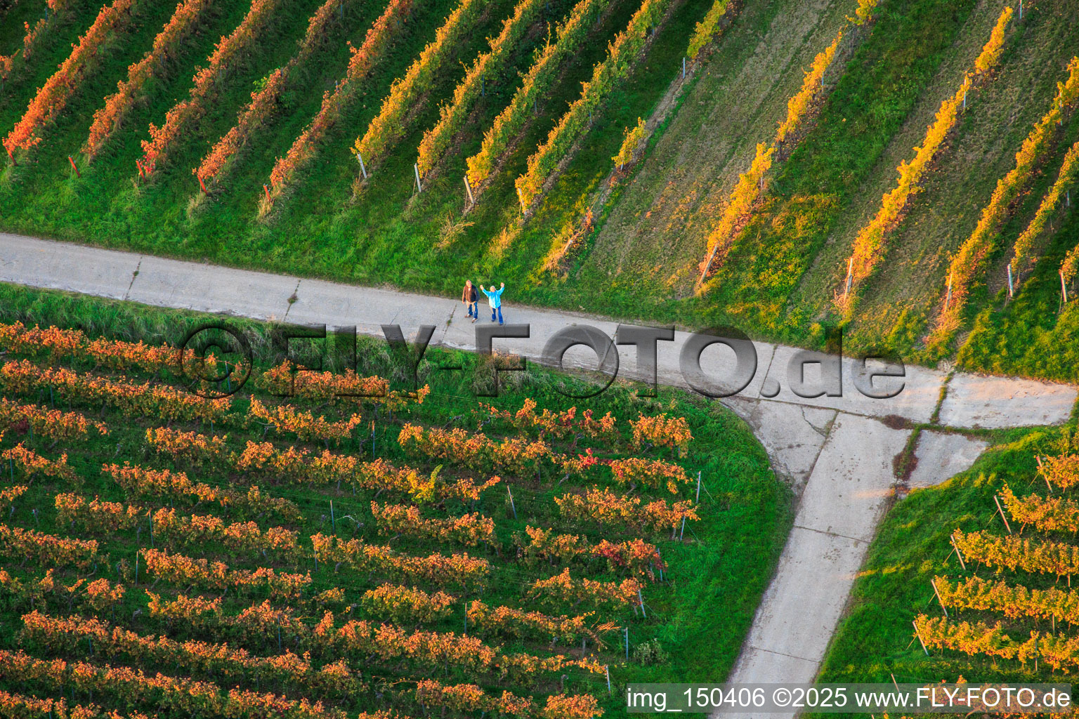 Walkers in the vineyard in Dierbach in the state Rhineland-Palatinate, Germany
