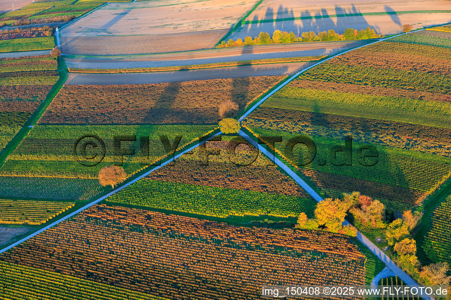 Vineyards ablaze with autumnal colors in the evening between Dierbach and Barbelroth in Dierbach in the state Rhineland-Palatinate, Germany