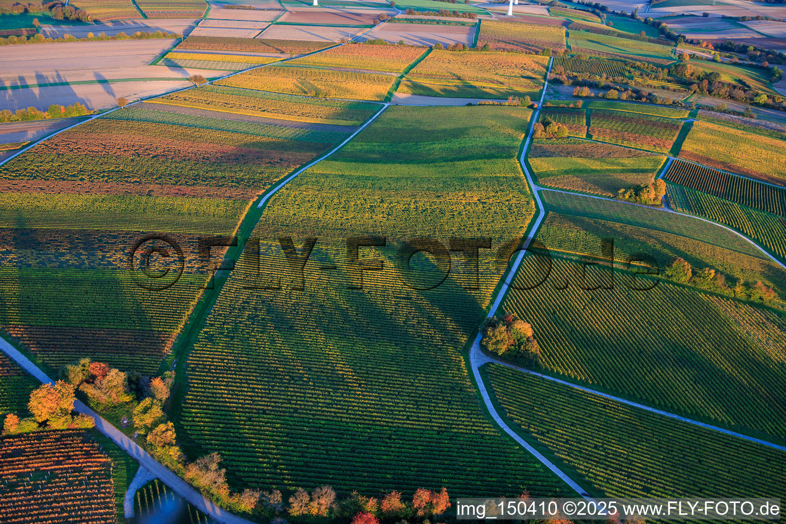 Vineyards awash in autumnal colors in the evening between Dierbach and Hergersweiler in Dierbach in the state Rhineland-Palatinate, Germany