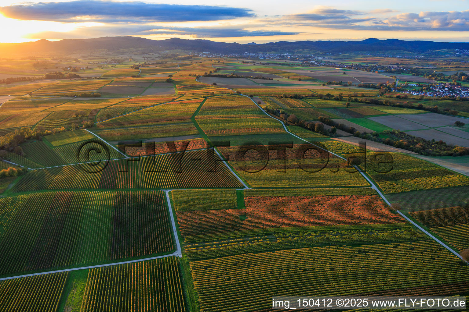 Vineyards awash in autumnal colors in the evening between Oberhausen and Deutschhof in Dierbach in the state Rhineland-Palatinate, Germany
