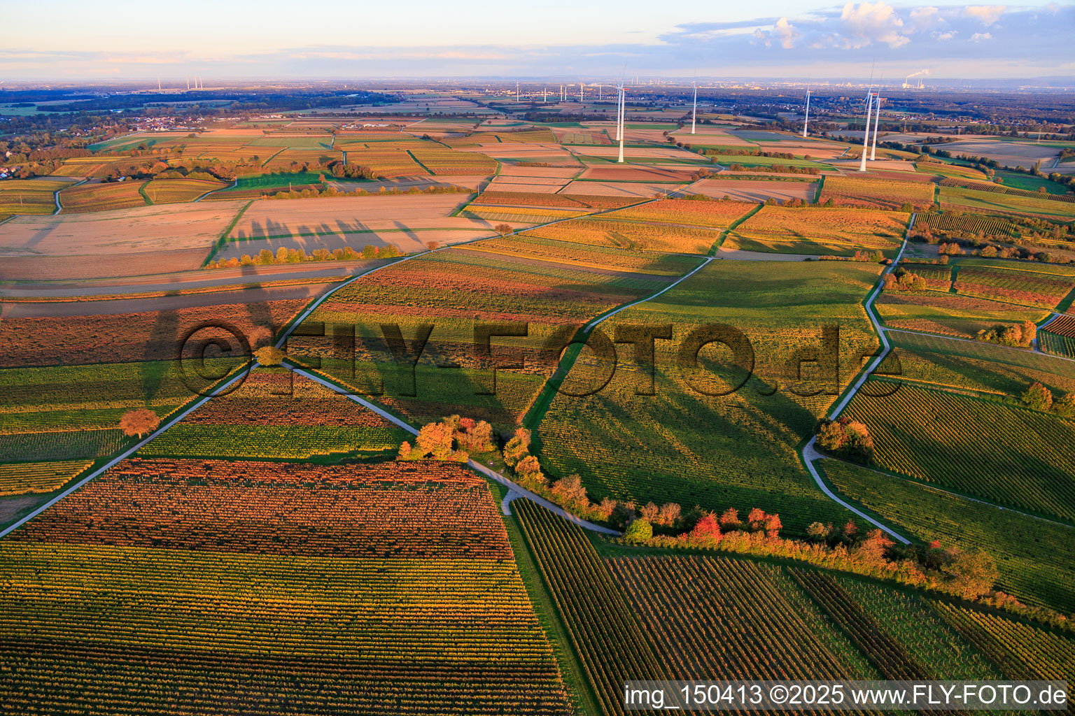 Vineyards awash in autumnal colors in the evening in front of the Freckenfeld wind farm in Dierbach in the state Rhineland-Palatinate, Germany