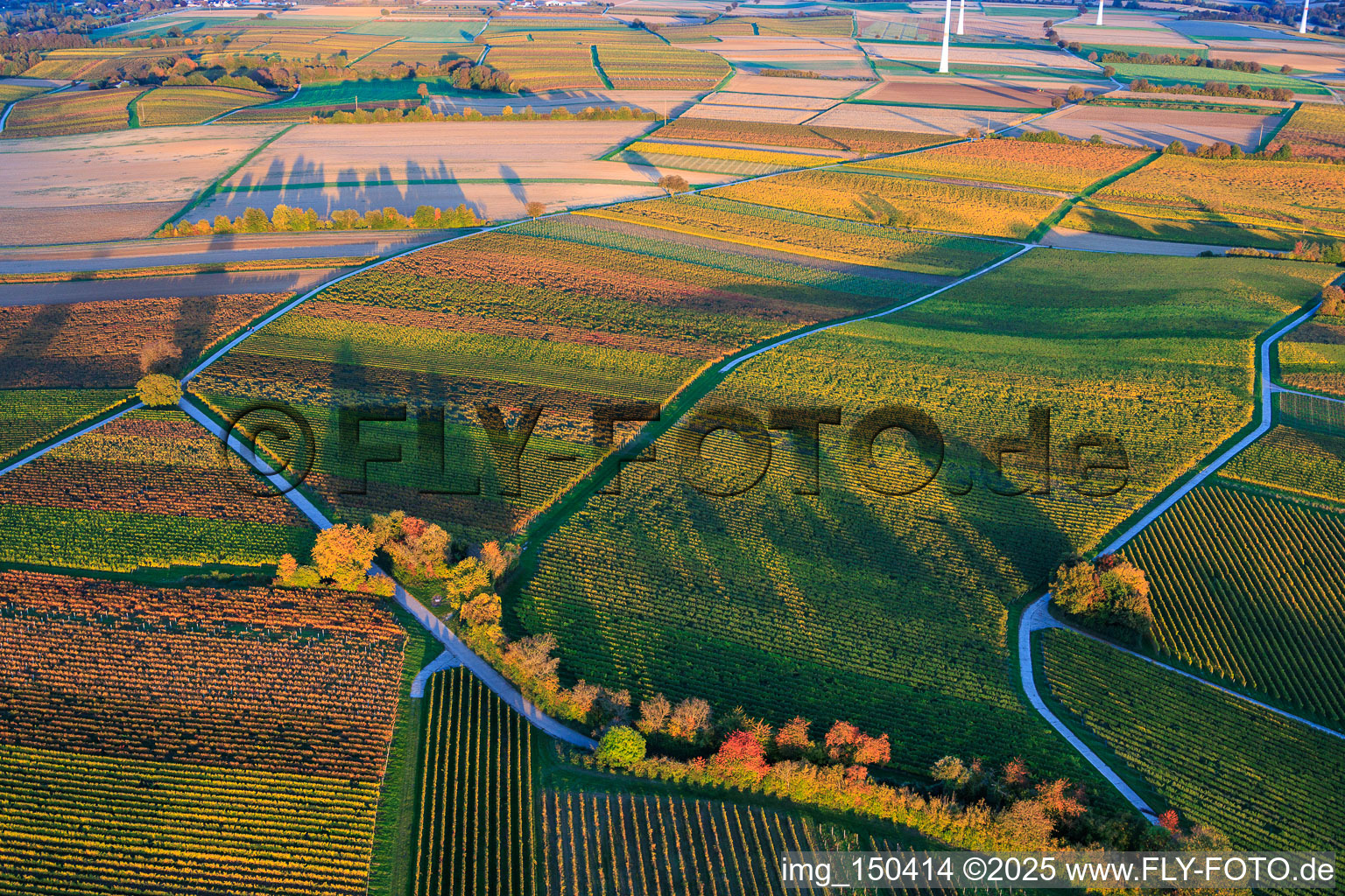 Vineyards ablaze with autumnal colors between Dierbach and Hergersweiler in Dierbach in the state Rhineland-Palatinate, Germany