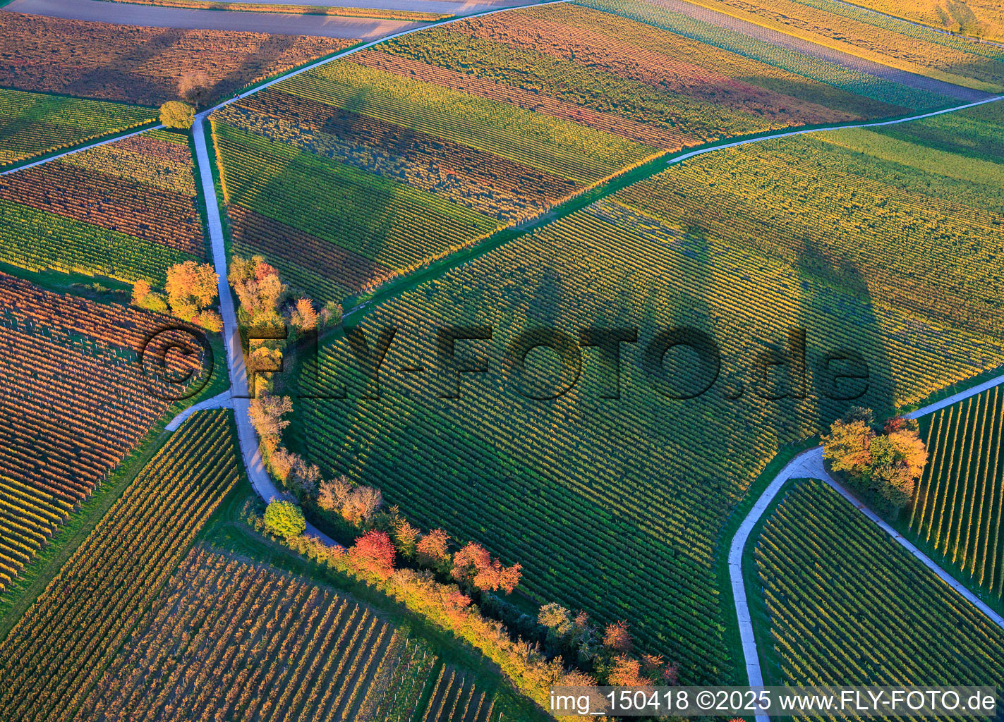 Aerial view of Vineyards awash in autumnal colors in the evening between 1000 and Hergersweiler in Dierbach in the state Rhineland-Palatinate, Germany