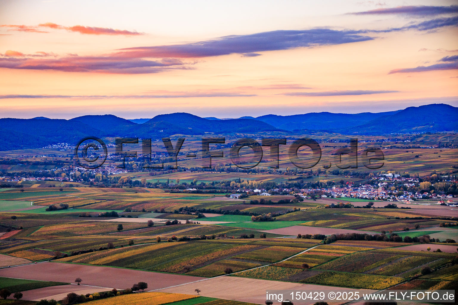 Vineyards awash in autumnal colors in the evening between Horbach and Klingbach in the district Ingenheim in Billigheim-Ingenheim in the state Rhineland-Palatinate, Germany