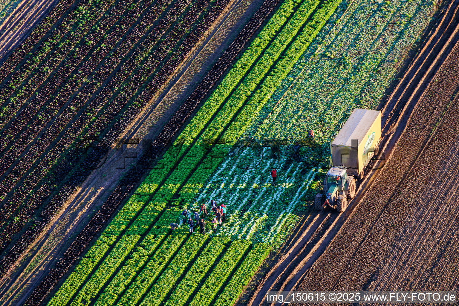 Aerial view of Harvest workers and a tractor harvesting lettuce in a vegetable field belonging to Grafenländer Gemüse. in Schwegenheim in the state Rhineland-Palatinate, Germany