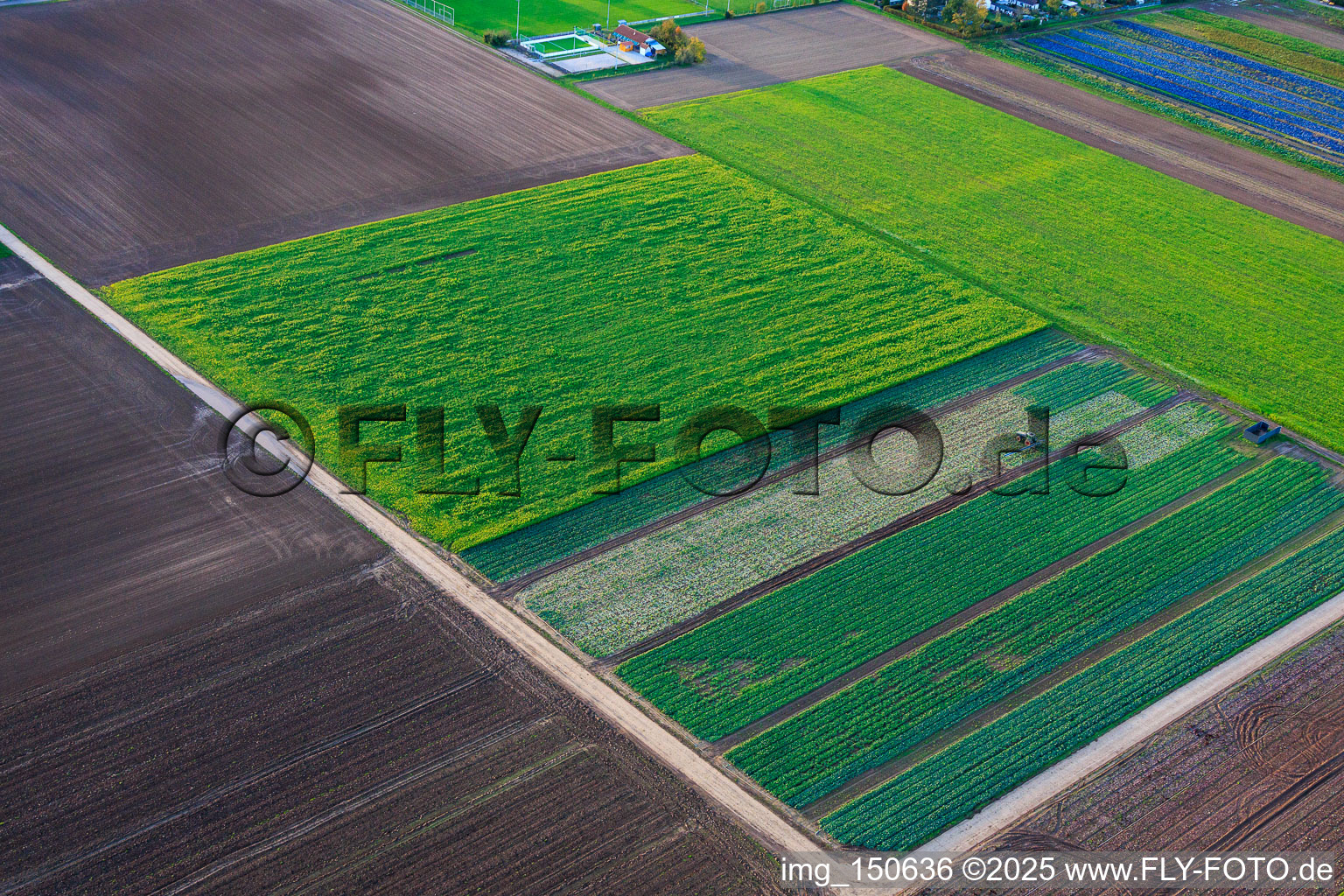 Vegetable and onion fields near the sports field in Freisbach in the state Rhineland-Palatinate, Germany