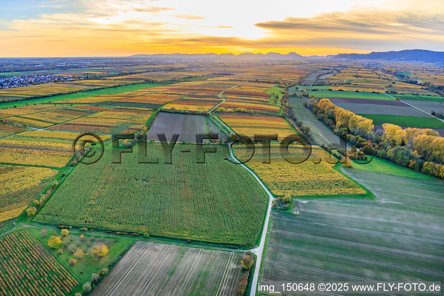 Vineyards in colorful autumn foliage in the evening light between Lingenfelder Graben and Hainbach in the district Niederhochstadt in Hochstadt in the state Rhineland-Palatinate, Germany