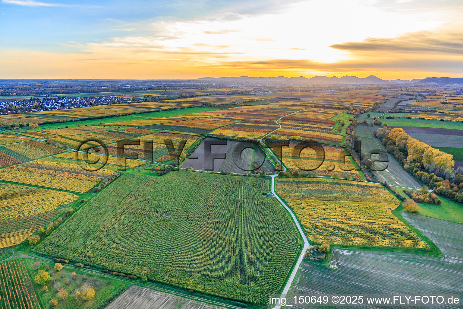 Aerial view of Vineyards in colorful autumn foliage in the evening light between Lingenfelder Graben and Hainbach in the district Niederhochstadt in Hochstadt in the state Rhineland-Palatinate, Germany