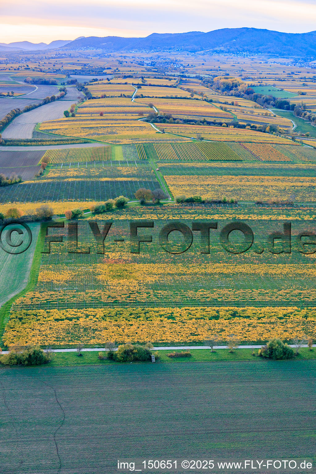 Vineyards in colorful autumn foliage in the evening light between Kaltenbach and Riedgraben in Essingen in the state Rhineland-Palatinate, Germany