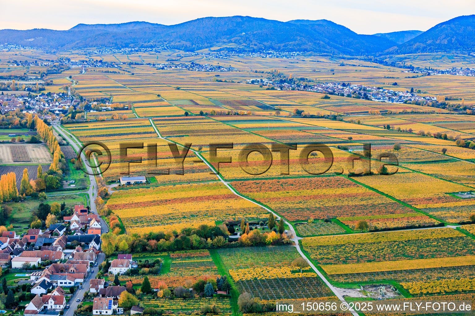 Vineyards in colorful autumn foliage in the evening light between Kaltenbach and Hainbach in Walsheim in the state Rhineland-Palatinate, Germany