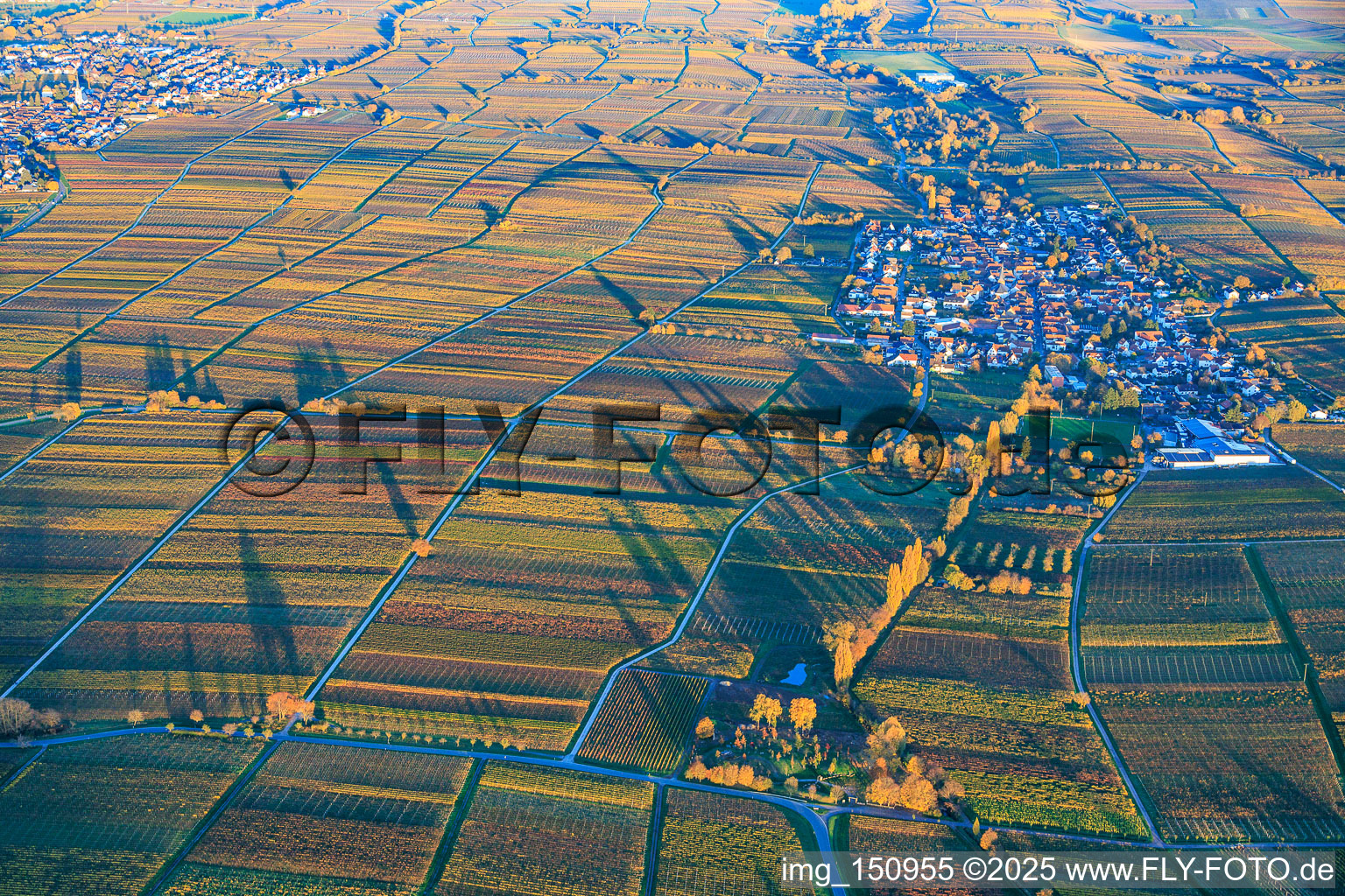 View of the village from the west, nestled between vineyards colored with autumnal hues, in the evening light. in Roschbach in the state Rhineland-Palatinate, Germany