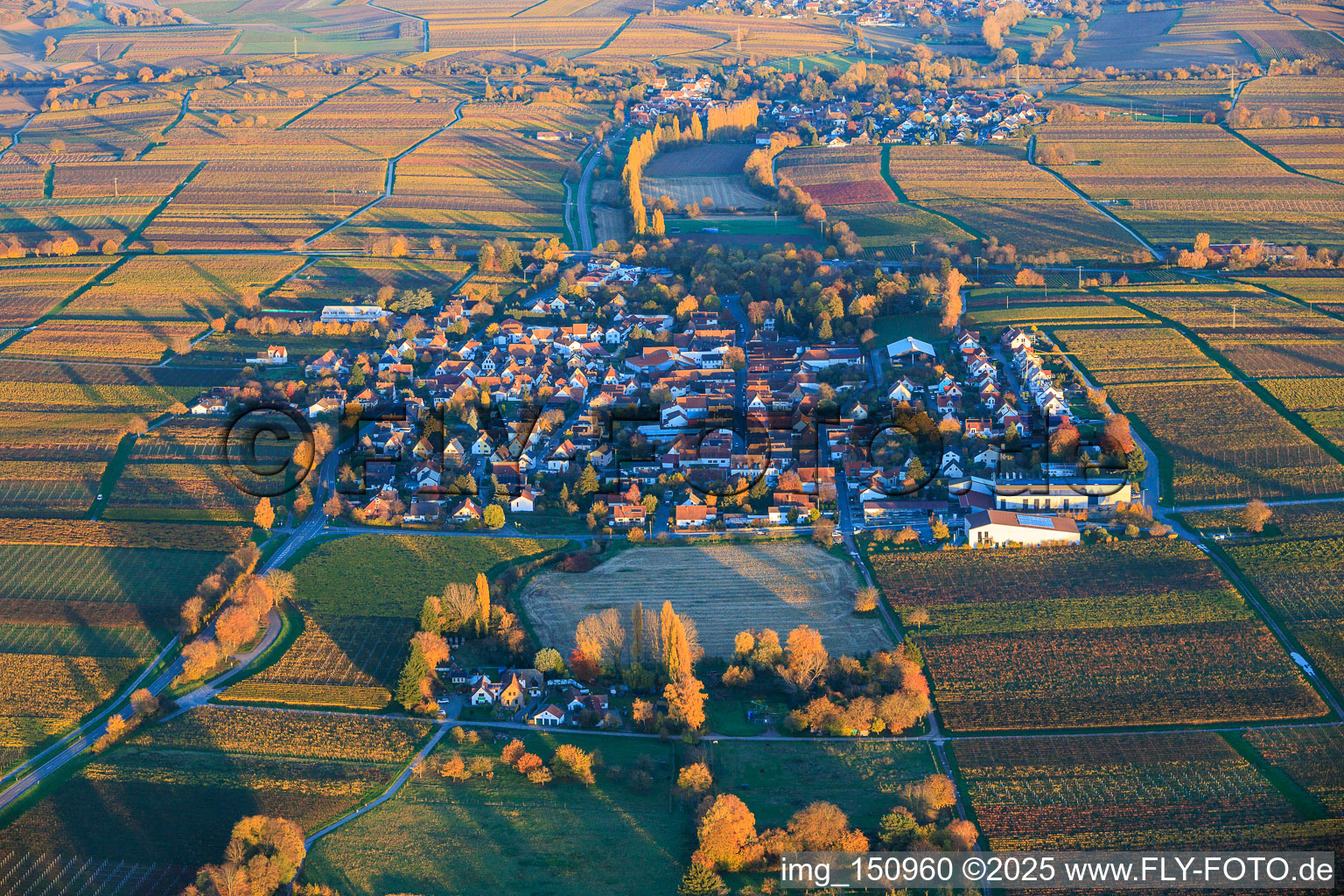 View of the village from the west, nestled between vineyards colored with autumnal hues, in the evening light. in Walsheim in the state Rhineland-Palatinate, Germany