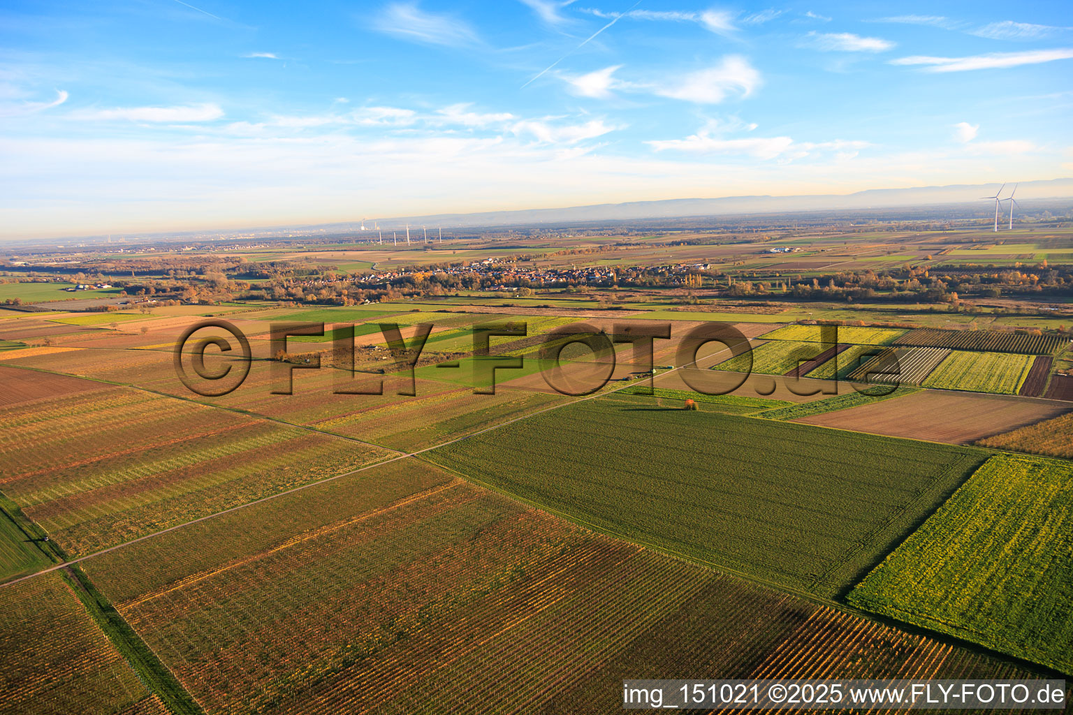 Fields and vineyards near Billigheimer Bruch in the district Mühlhofen in Billigheim-Ingenheim in the state Rhineland-Palatinate, Germany