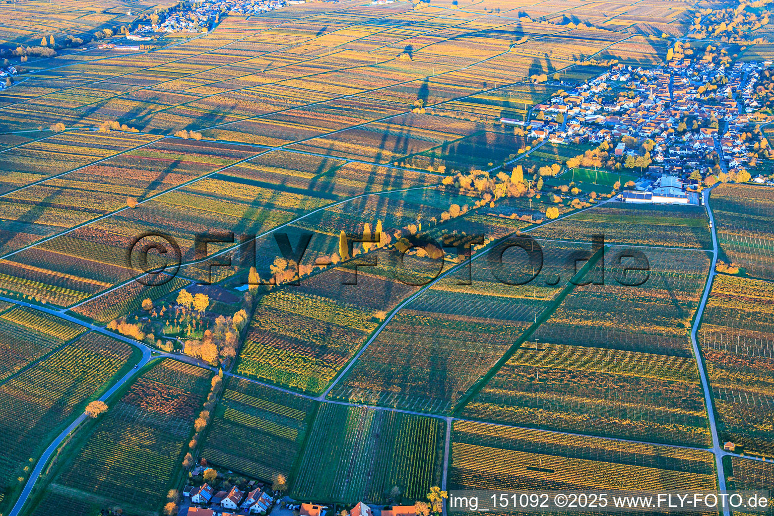 Oblique view of View of the village from the west, nestled between vineyards colored with autumnal hues, in the evening light. in Roschbach in the state Rhineland-Palatinate, Germany