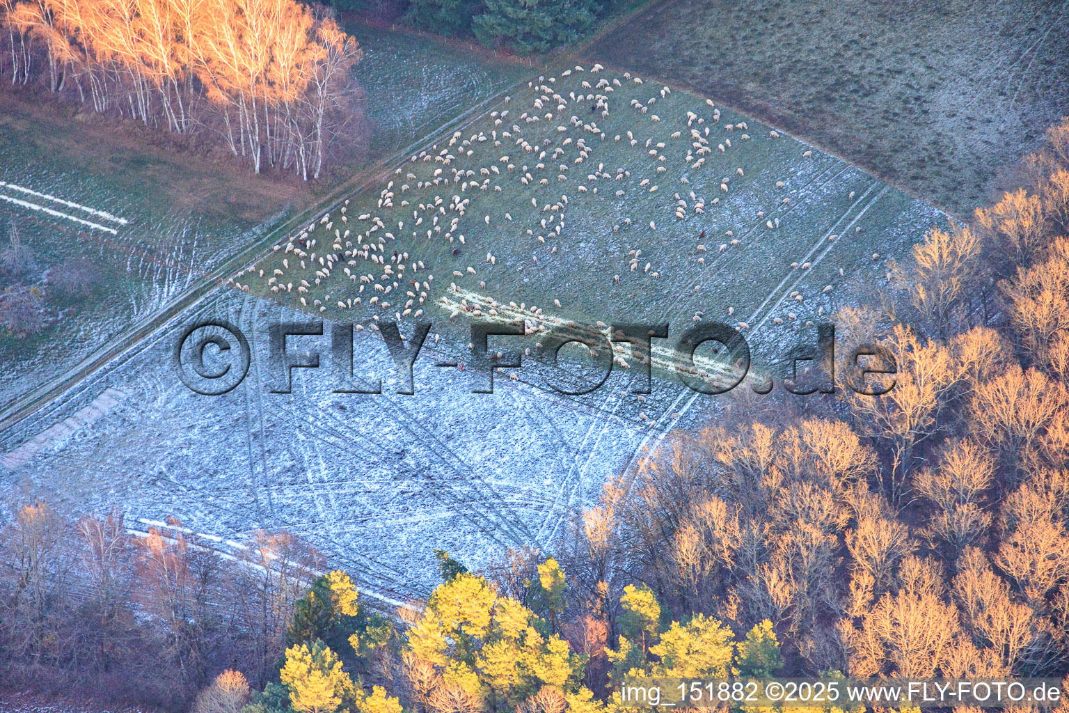 Sheep pasture in a forest clearing during frost in Busenberg in the state Rhineland-Palatinate, Germany