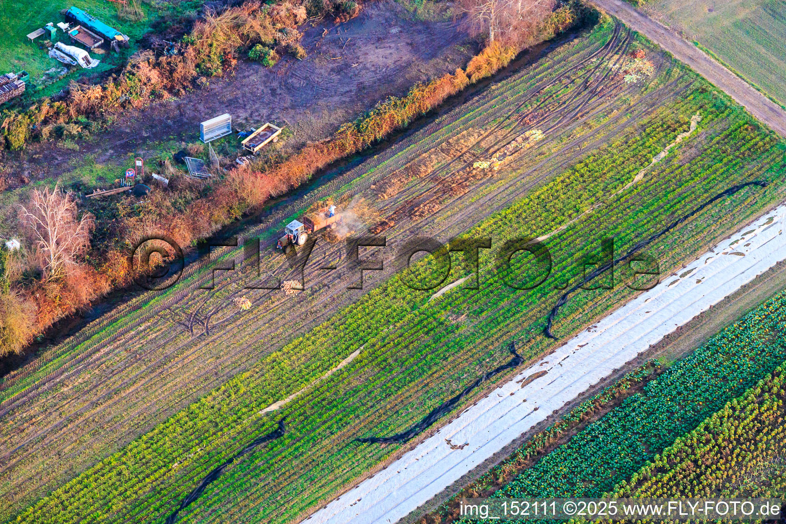 Sugar beet harvest with tractor in Zeiskam in the state Rhineland-Palatinate, Germany