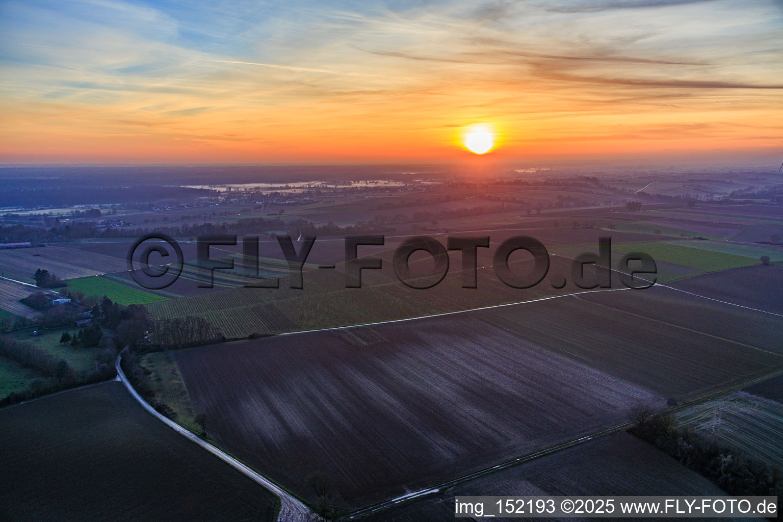 Ground fog at the cattle pasture at sunset in Freckenfeld in the state Rhineland-Palatinate, Germany