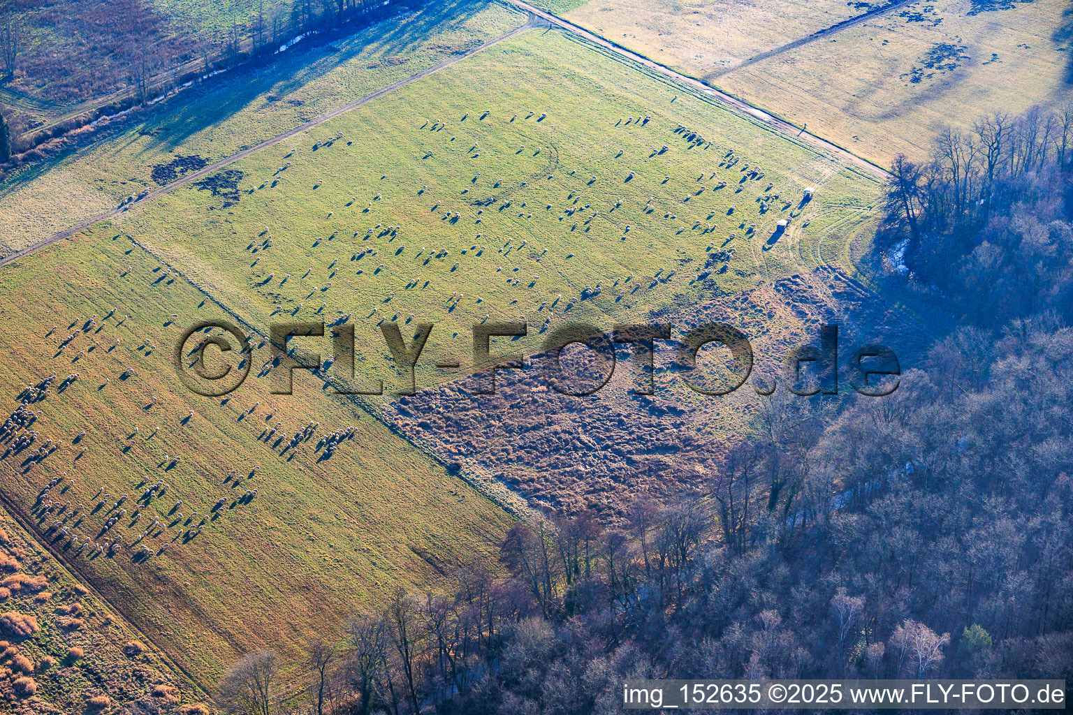 Sheep flocks graze in the Otterbach lowlands. in Kandel in the state Rhineland-Palatinate, Germany