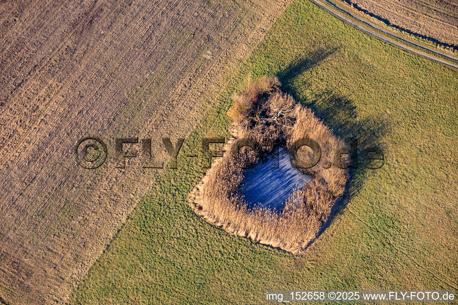 Frozen ponds in the floodplains in Leimersheim in the state Rhineland-Palatinate, Germany