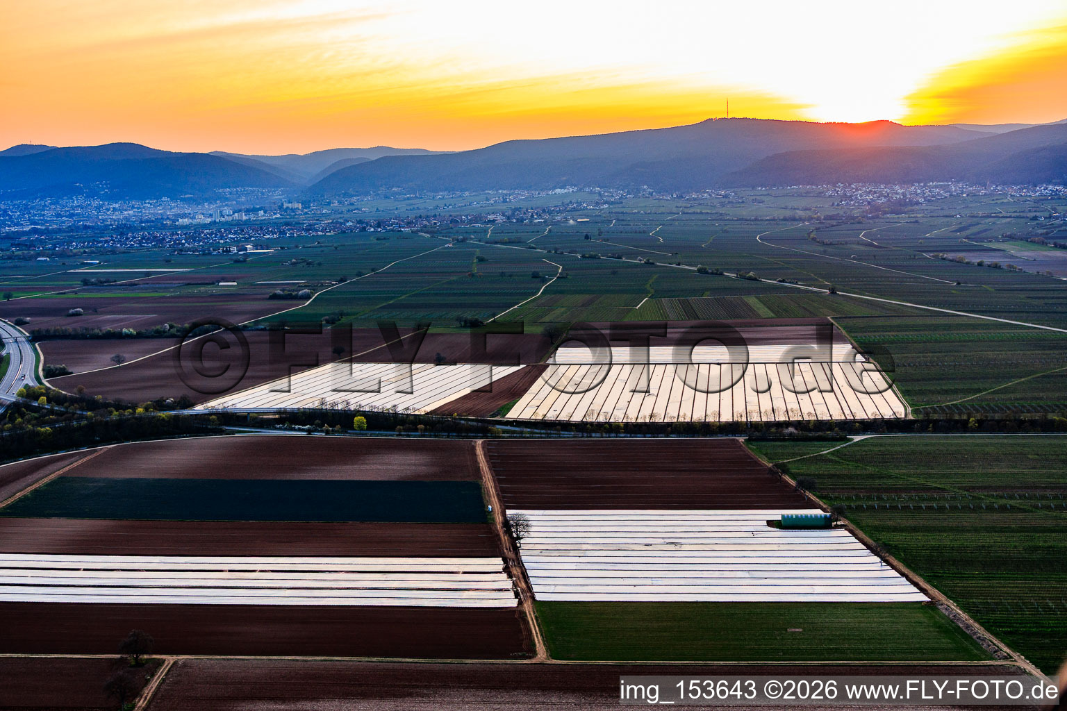 Bats covered with foil in the Vorderpfalz region in Meckenheim in the state Rhineland-Palatinate, Germany