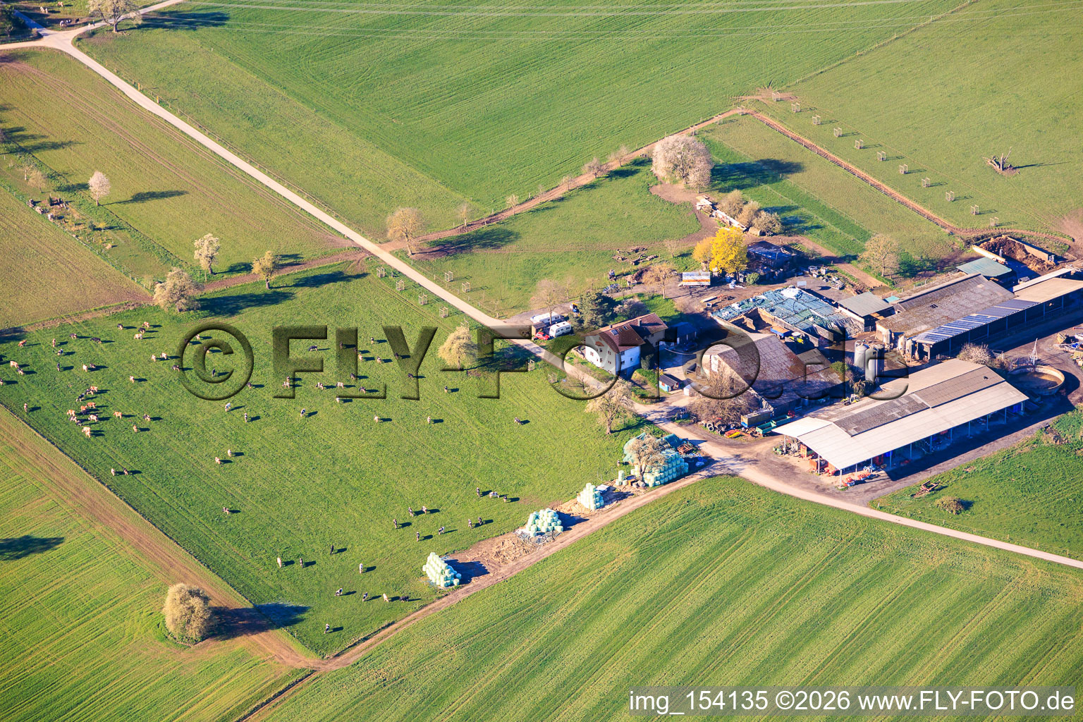 Knodel dairy farm with cow pasture in the district Langensteinbach in Karlsbad in the state Baden-Wuerttemberg, Germany