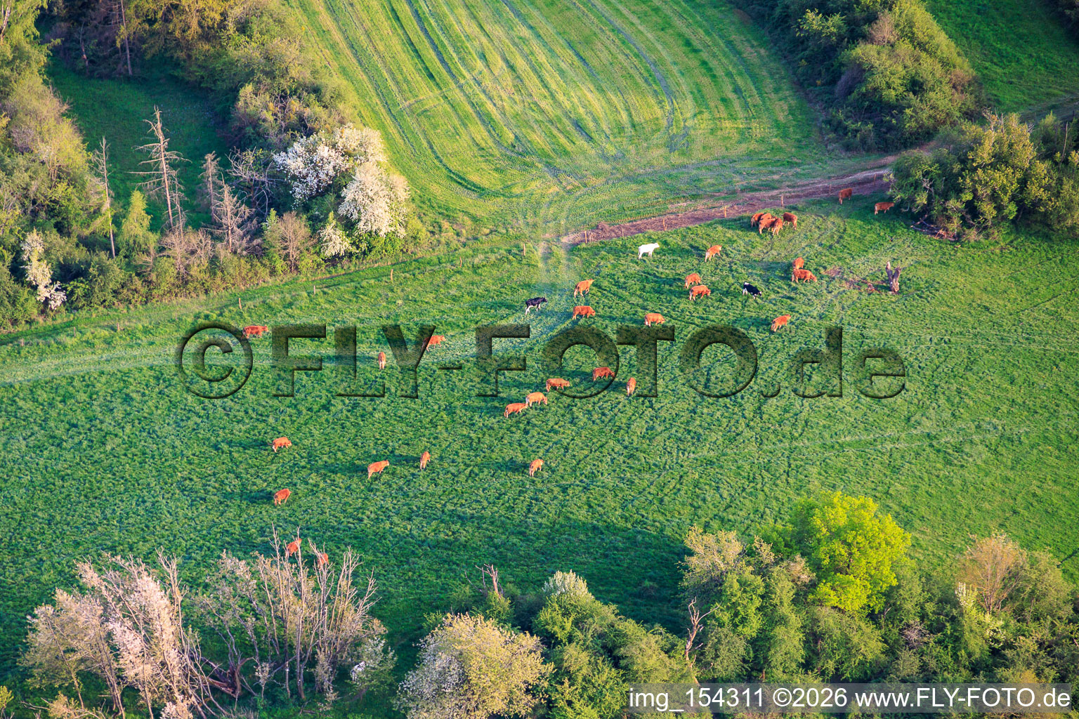 Herd of cattle on a green pasture in Lachambre in the state Moselle, France