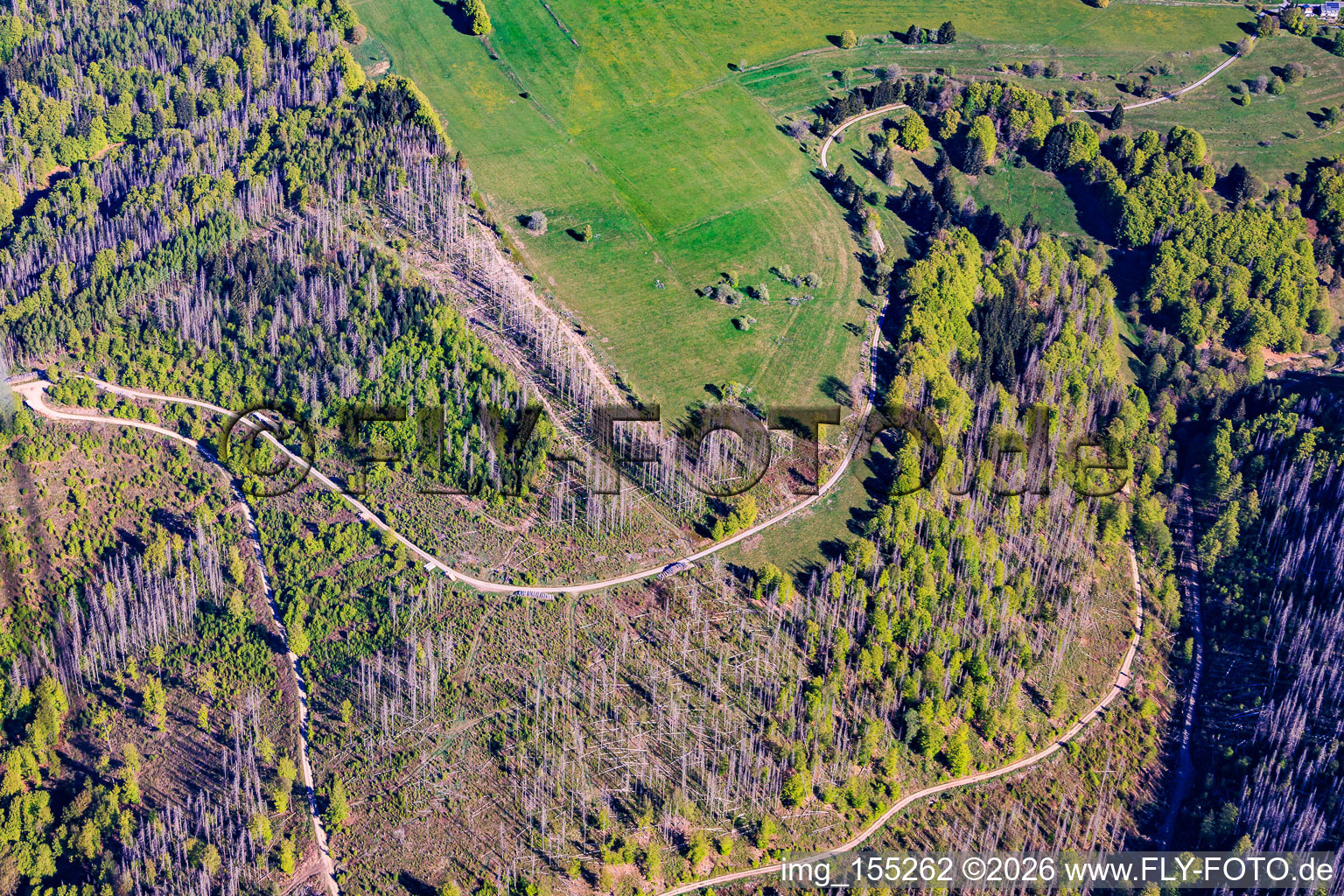 Thuringian forest areas severely damaged by bark beetles in the district Schnett in Masserberg in the state Thuringia, Germany